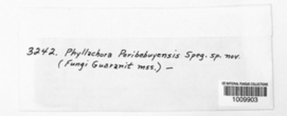Coccostroma peribebuyense image